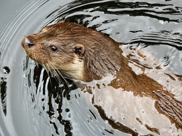 Did You Know That Otters Are Whistling?