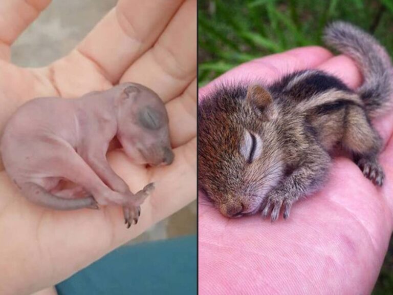 How To Care For A Baby Squirrel?