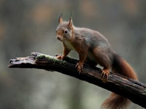 Metabolic Bone Disease In Squirrels