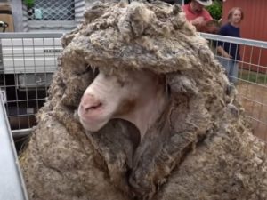 Sheep Freed From 78 lbs of Extra Wool