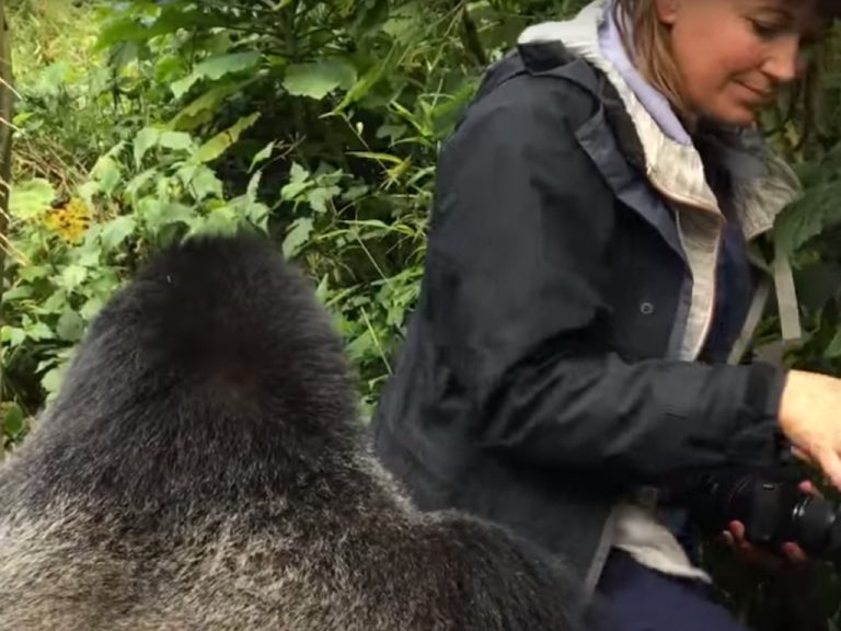 We Met a Massive Silverback Gorilla