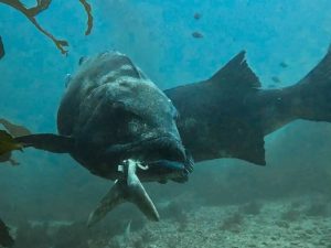 Divers Rescue Endangered Giant Sea Bass in Distress